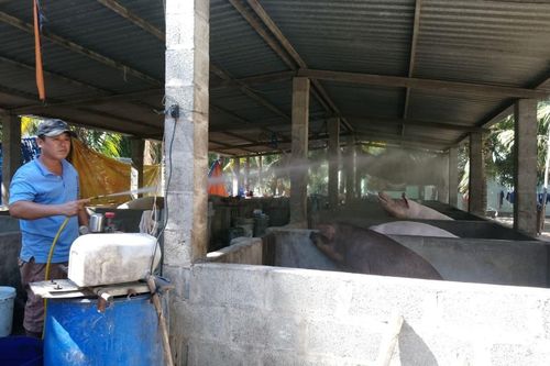 Dịch tả heo châu Phi đã lan đến Bình Thuận