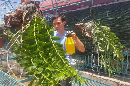 Từ giò phi điệp bạn cho, sau 4 năm làm nên vườn lan rừng tiền tỷ