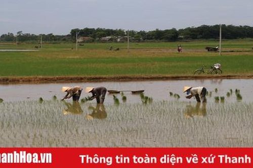 Thanh Hóa gieo hơn 2.417 tấn mạ vụ thu mùa