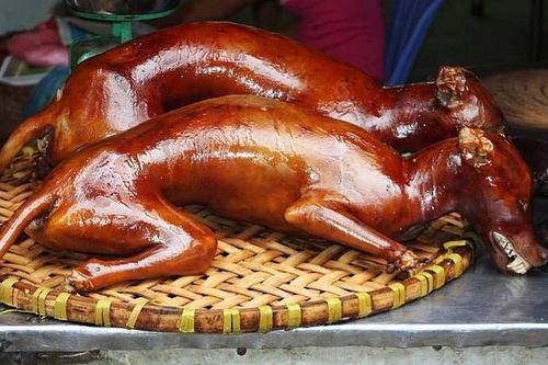 Ăn thịt chó bị đánh bả, bạn có nhiễm độc?