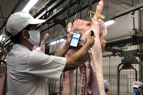 Doanh nghiệp không dám hạ giá thịt heo vì sợ dân nghi 'có vấn đề'