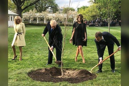 Cây sồi Tổng thống Pháp tặng ông Trump chết trong thời gian cách ly kiểm dịch?