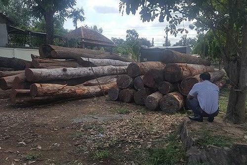 Truy tố Phượng 'râu' cùng đồng phạm vụ buôn lậu gỗ ở VQG Yok Đôn