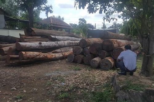 Truy tố trùm gỗ lậu Phượng 'râu' cùng 24 đồng phạm