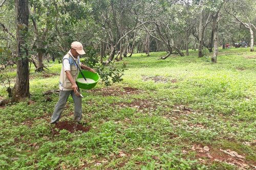 Bình Phước: Điều tra, làm rõ vụ phá hoại vườn điều của nông dân