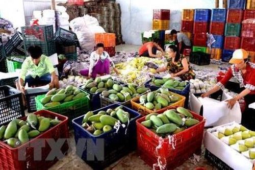 Tạo điều kiện thông quan nhanh cho doanh nghiệp xuất khẩu nông sản