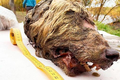 Đầu sói cổ đại đông lạnh 40.000 năm được tìm thấy trong băng vĩnh cửu
