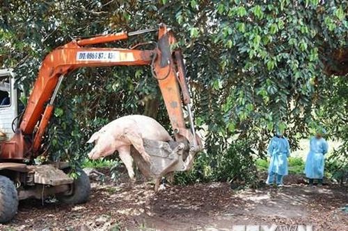 Đã có 55 tỉnh, thành phố xuất hiện dịch tả lợn châu Phi