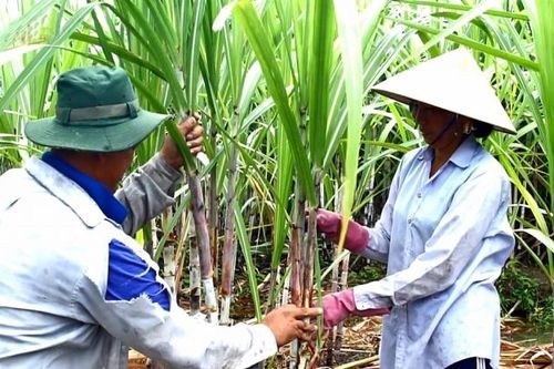 Minh bạch chất lượng mía nguyên liệu để đảm bảo công bằng cho nông dân