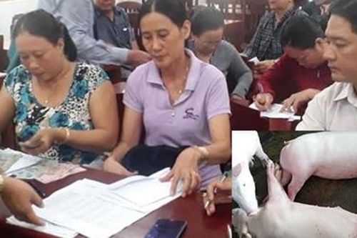 Kiên Giang chi tiền hỗ trợ cho các hộ bị dịch tả lợn châu Phi