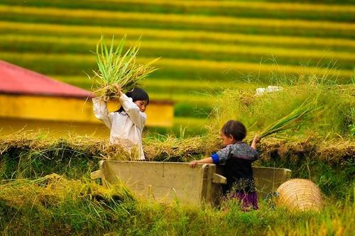 Để trẻ em không còn oằn mình trên đồng ruộng!
