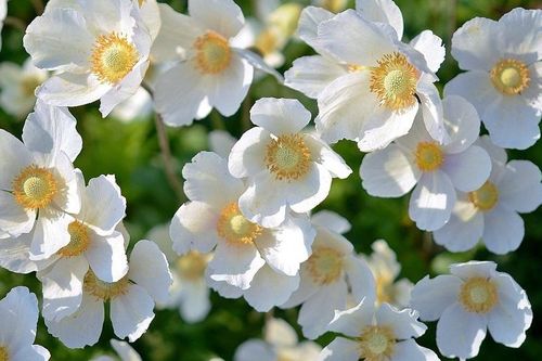 Tử vi ngày 14/6/2019: Tuổi Thìn bất ổn xuất hiện, tuổi Mão vượt qua thử thách