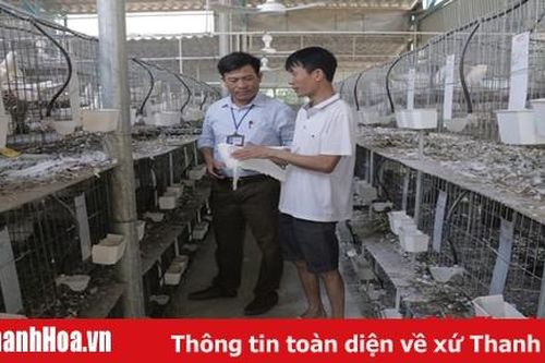 Mô hình nuôi chim bồ câu Pháp tại xã Dân Quyền