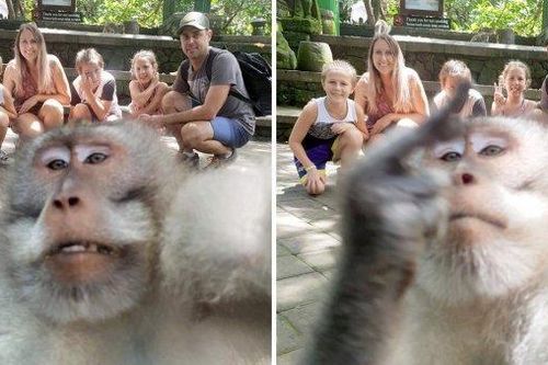 Bức ảnh khỉ 'selfie' cùng du khách ở Bali gây ấn tượng mạnh
