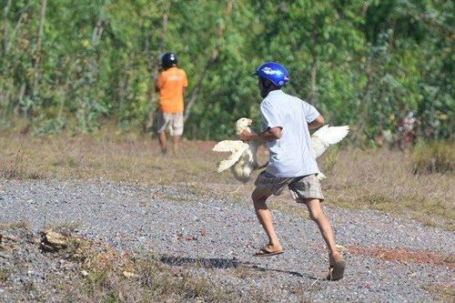 Những vụ 'hôi của' bôi xấu hình ảnh người Việt