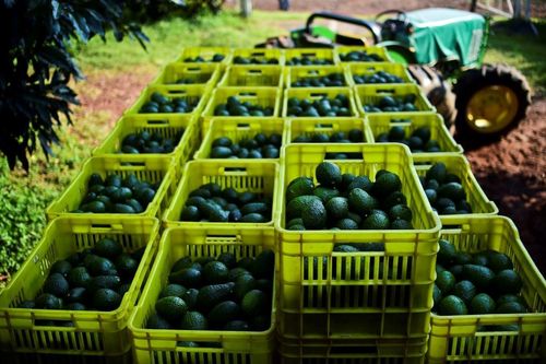 Sinh lợi khổng lồ, 4 xe tải bơ bị cướp mỗi ngày ở Mexico