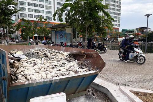 Tìm ra nguyên nhân cá chết nổi trắng hồ nước trung tâm TP Đà Nẵng