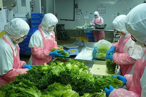 Xuất khẩu rau, quả: Yếu khâu chế biến