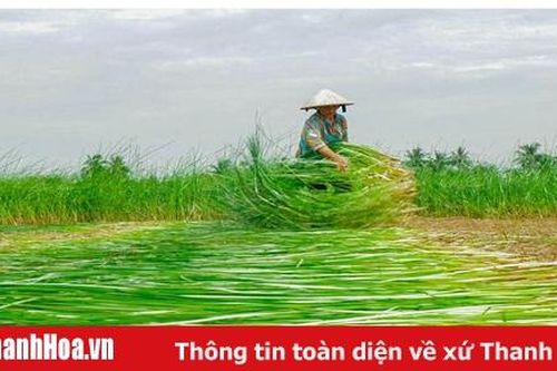 Nga Sơn mùa cói