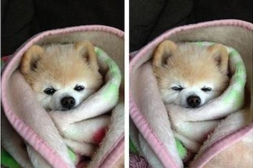 20 sự thật bất ngờ về thú cưng có thể bạn chưa biết