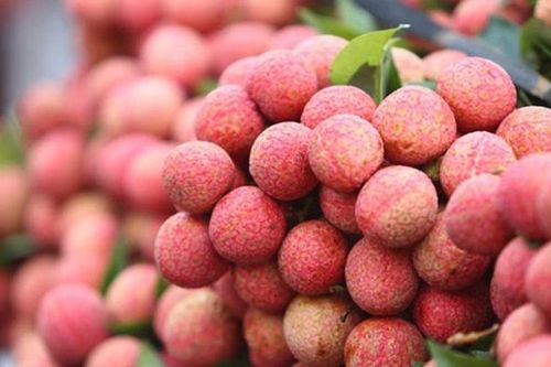 Bón phân Văn Điển: Vải thiều Lục Ngạn được mùa kép