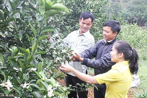 Cầm bằng đại học khởi nghiệp với HTX