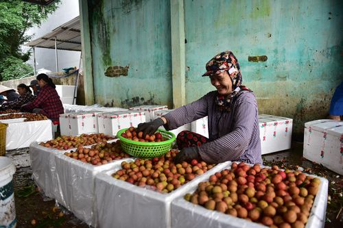Bắc Giang: Sản lượng giảm, người trồng vải vẫn... vui