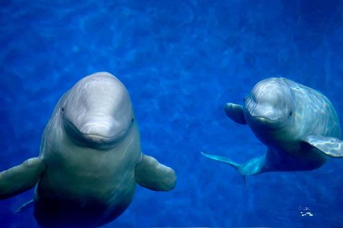 Hai chú cá voi Beluga rời thủy cung ở Thượng Hải tới Iceland