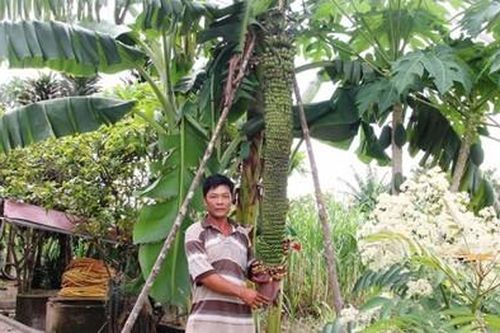Buồng chuối khổng lồ 100 nải ở Lâm Đồng vẫn tiếp tục 'đẻ'