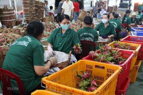 Tiền Giang mở rộng liên kết sản xuất trái cây đặc sản xuất khẩu