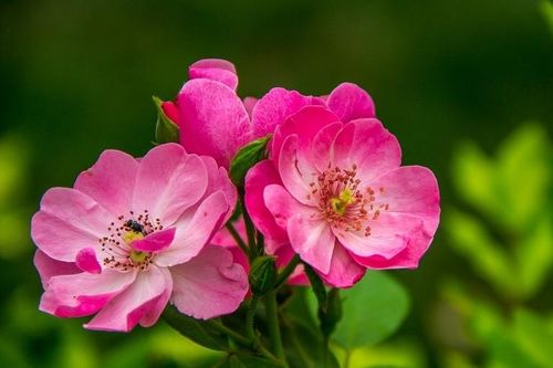 Tử vi ngày 22/6/2019: Tuổi Dần rủng rỉnh tiền bạc, tuổi Mùi thừa thắng xông lên