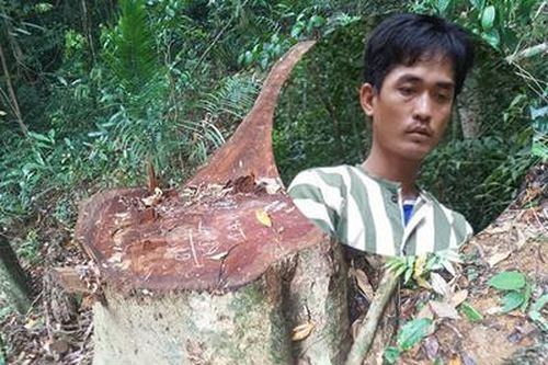 Vụ phá rừng quy mô lớn: Khởi tố, bắt tạm giam 1 đối tượng