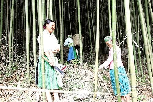 Chiếu trúc sào Cao Bằng