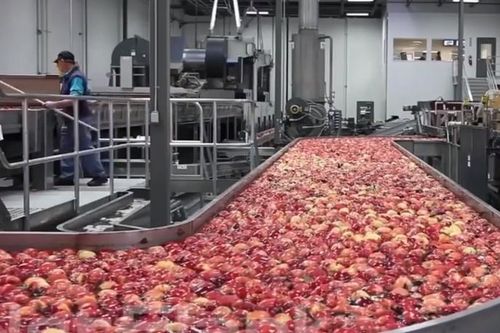 'Đột nhập' soi quy trình đóng gói táo nghiêm ngặt ở nước ngoài