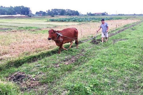 Tránh nắng nóng 40 độ C, nông dân Hà Nội xuống đồng từ 4 - 5h sáng