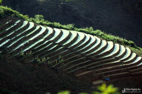 Bức tranh thanh bình từ những thửa ruộng bậc thang ở miền Tây Nghệ An