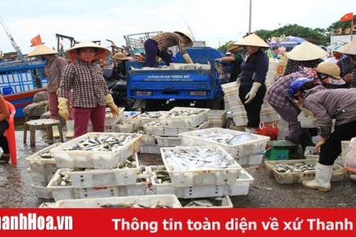 Nhộn nhịp chợ cá cảng Hới