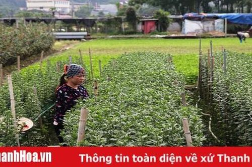Phường Đông Cương chuyển đổi cơ cấu cây trồng đạt hiệu quả kinh tế cao
