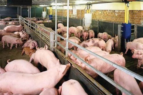 Tiêu hủy đàn lợn 20.000 con: Họp bàn 1 quyết định chưa từng có