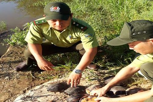Thả rùa về môi trường tự nhiên