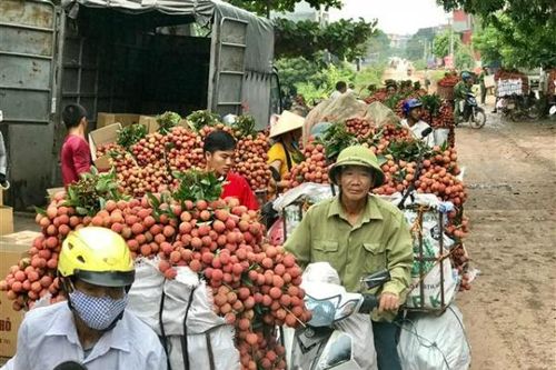 Giảm 50% sản lượng nhưng vải thiều Lục Ngạn đạt 'đỉnh' về chất và giá
