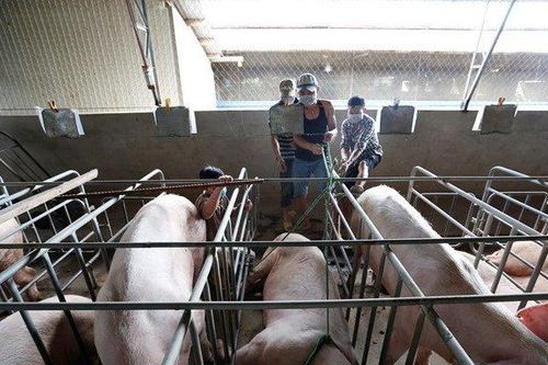 Báo động: 60/63 tỉnh thành công bố dịch tả lợn châu Phi