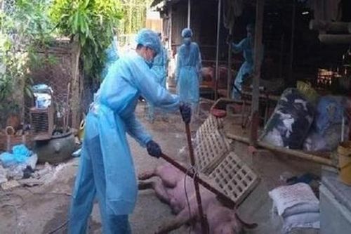 Dịch tả lợn châu Phi xuất hiện ở Lâm Đồng, 60/63 tỉnh thành có dịch