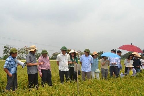 Mở rộng sản xuất lúa Japonica: Triển vọng cho xuất khẩu gạo Hà Nội