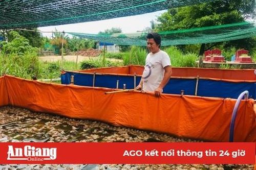 Hiệu quả mô hình nuôi ếch Thái Lan trong bể lót bạt