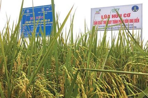Hồi sinh hệ sinh thái đa dạng trên đồng ruộng
