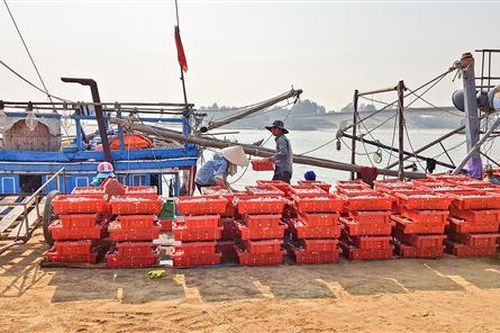 Sản lượng khai thác thủy sản 6 tháng đầu năm đạt hơn 13.000 tấn
