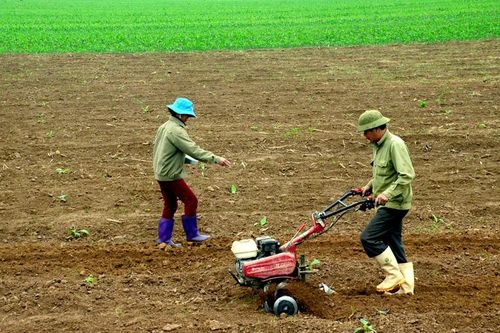 Thuê đất canh tác để sản xuất: Hình thức tích tụ ruộng đất hiệu quả