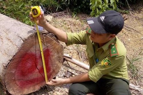 Chính trị - Xã hội Pháp luật - Cuộc sống Bãi tập kết gỗ trái phép ở suối Cha Moong (Nam Đông): Gỗ bị chặt hạ thuộc khu vực rừng cộng đồng