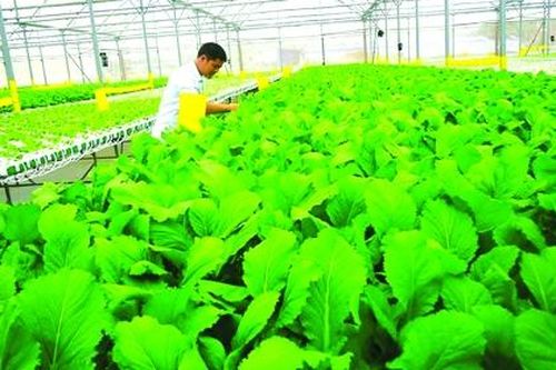 Hướng đi nào để bền vững